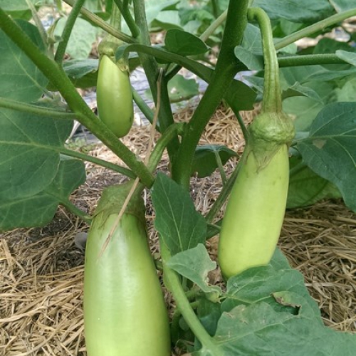 Hạt giống cà phổi sọc lem