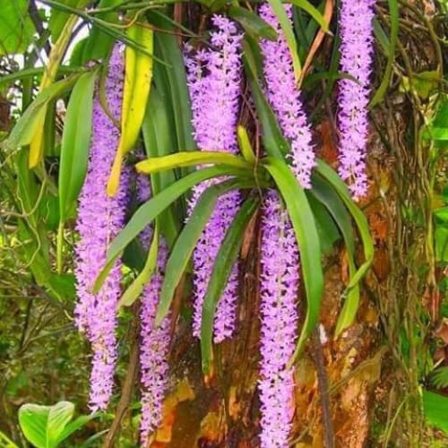 Lan đuôi chồn Đà Nẵng