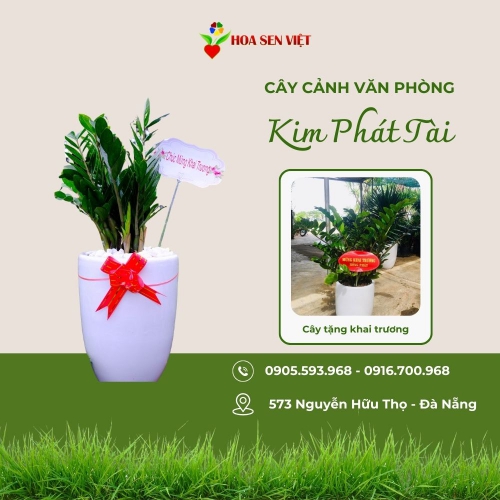 Cây kim phát tài Đà Nẵng