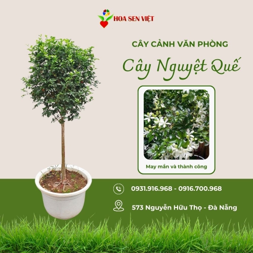 Cây Nguyệt Quế Đà Nẵng