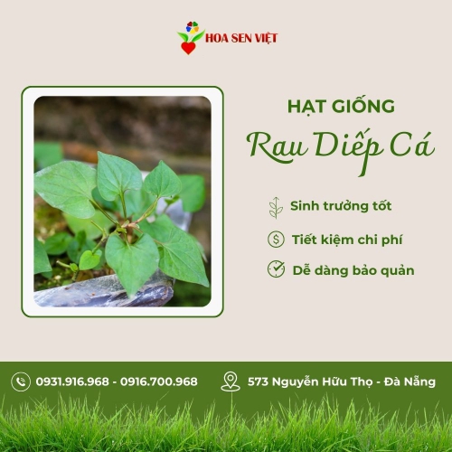 Hạt giống rau diếp cá