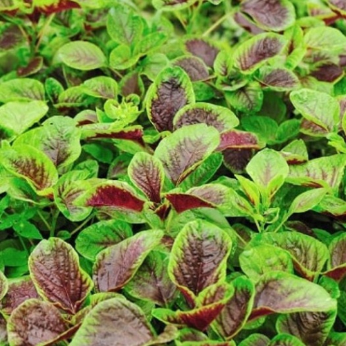 Hạt giống Dền Tiều Cao Sản