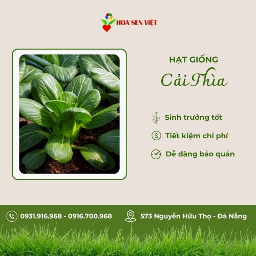 Hạt giống cải thìa Thượng Hải
