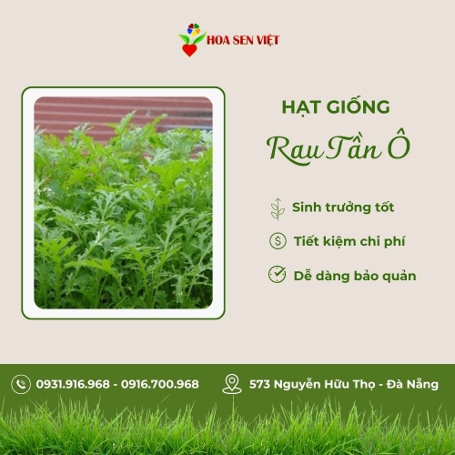 Hạt giống tần ô lá tròn