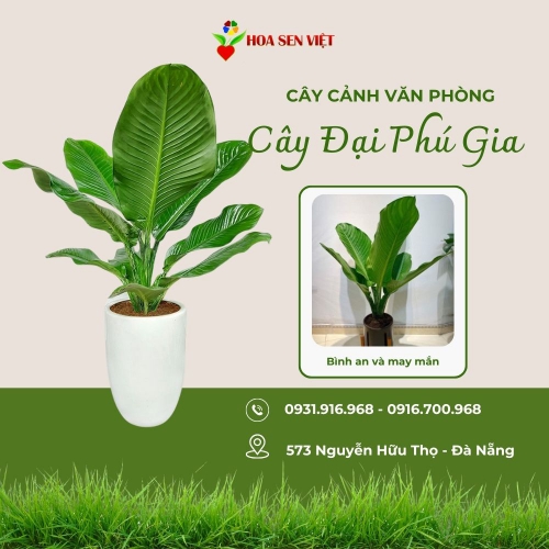 Đại phú gia