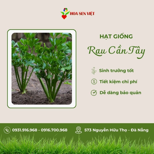 Hạt giống cần tây