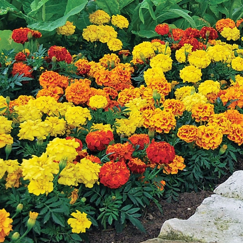 Hạt giống hoa vạn thọ Pháp