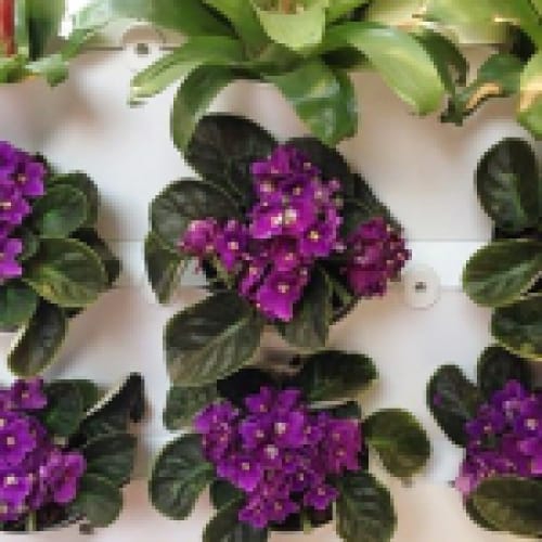 Vườn hoàng hôn