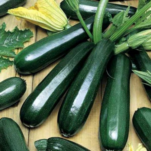 Hạt giống bí ngồi xanh Hàn Quốc F1