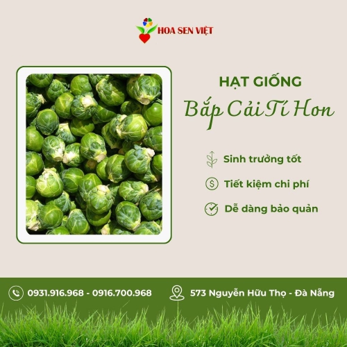 Hạt giống bắp cải tí hon