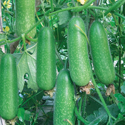 Hạt giống bí xanh F1