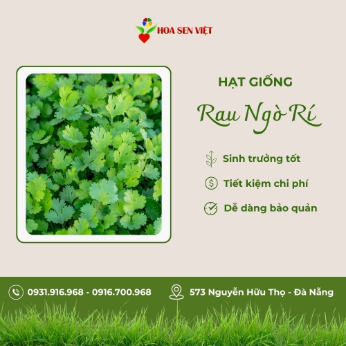 Hạt giống ngò rí