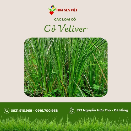 Cỏ Vetiver - Đặc điểm, giá bán, cách trồng và chăm sóc cỏ Vetiver