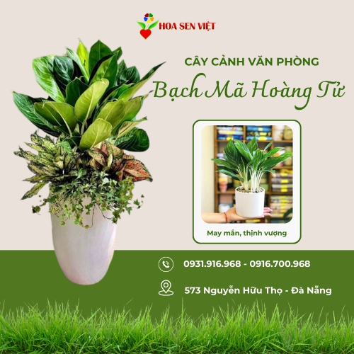 Bạch mã hoàng tử