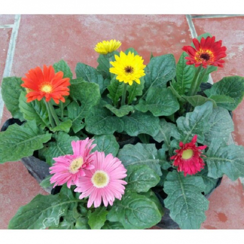 Hạt giống hoa đồng tiền lùn