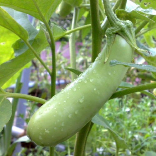 Hạt giống cà xanh mỡ