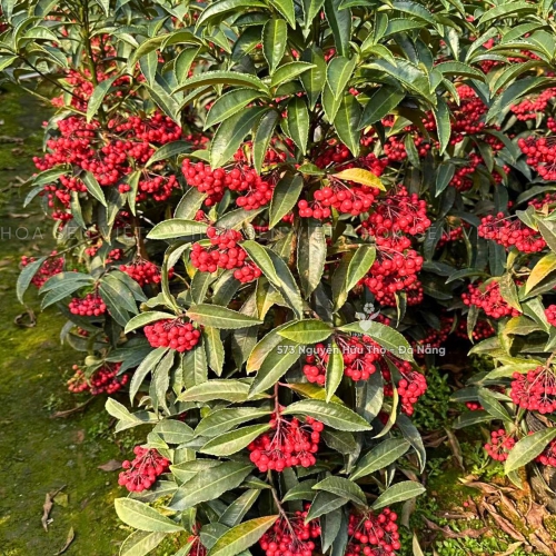 Hoa Kim Ngân Lượng Chưng Tết