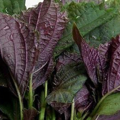 Hạt giống tía tô