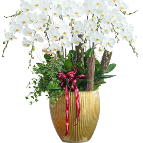 Lan hồ điệp - Chậu Hồ điệp cao cấp