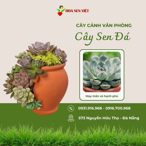 Cây Sen Đá Đà Nẵng