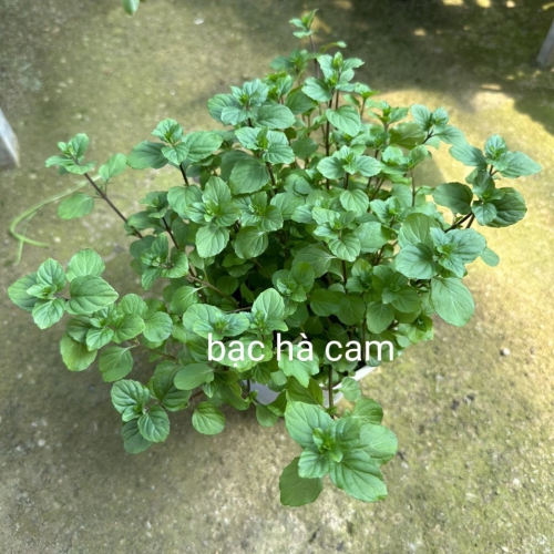 Cây giống bạc hà cam