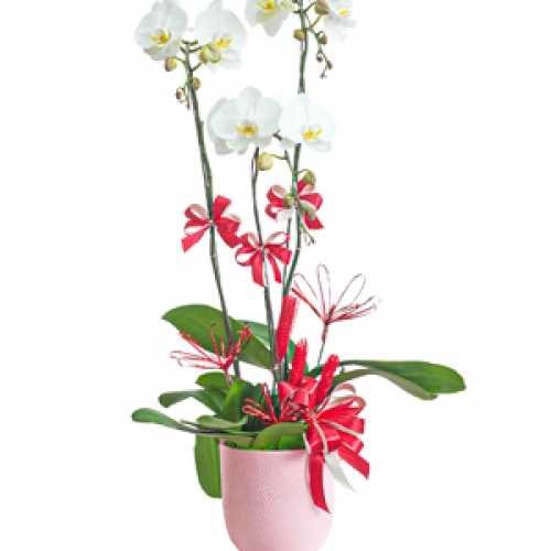 Lan hồ điệp - Nghinh xuân