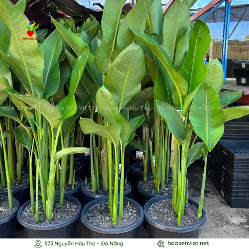 Cây chuối cát thái