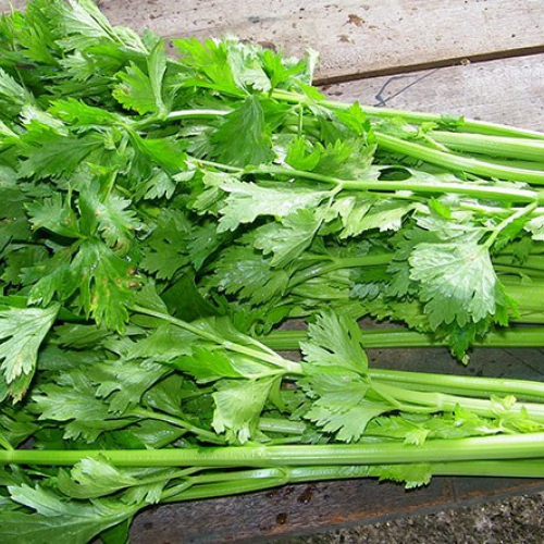 Hạt giống rau Cần xanh lá to