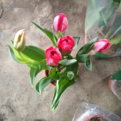 Hoa Tulip Đà Nẵng