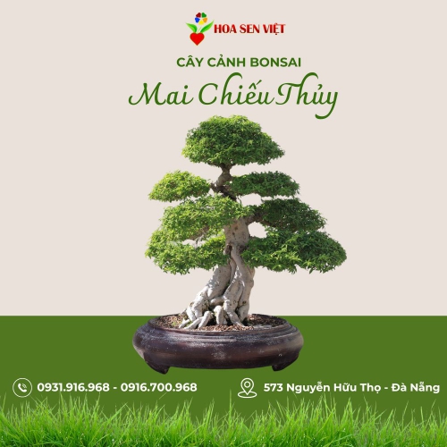 Chậu mai chiếu thủy