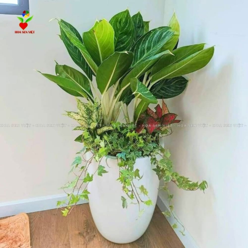 Chậu Cây Văn Phòng Đà Nẵng
