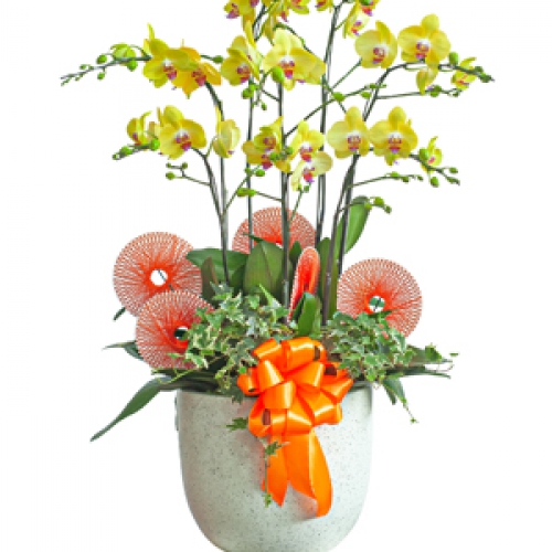 Lan hồ điệp - Hồ điệp vàng