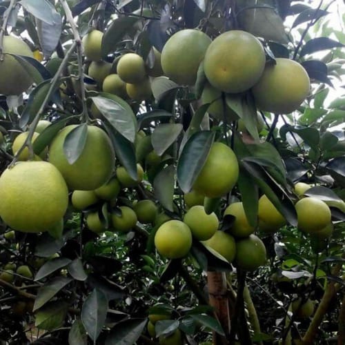 Giống cây cam Đà Nẵng