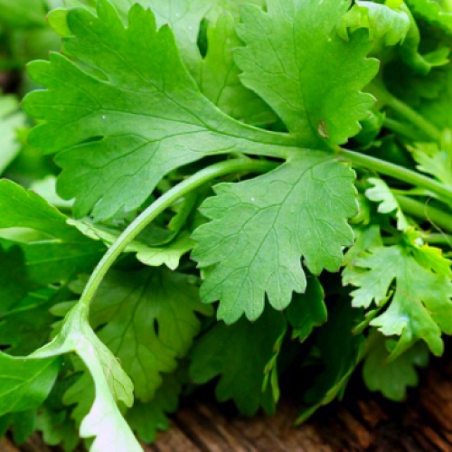 Hạt giống Ngò Bạc Liêu