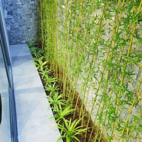 Bán cây Trúc Quân Từ 2m tại Đà Nẵng