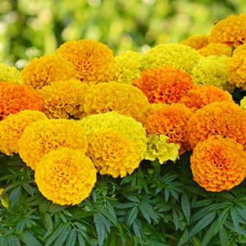 Hạt giống hoa vạn thọ Mỹ