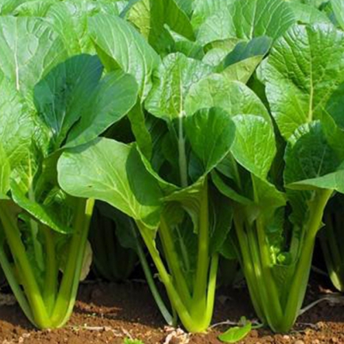 Hạt giống Cải Ngọt Cao Sản