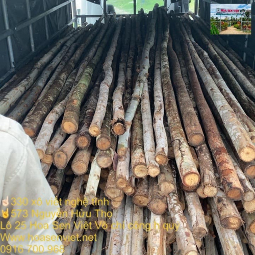 Cây chống gỗ bạch đàn