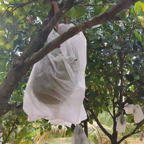 Túi bao quả dây rút - 45x60cm