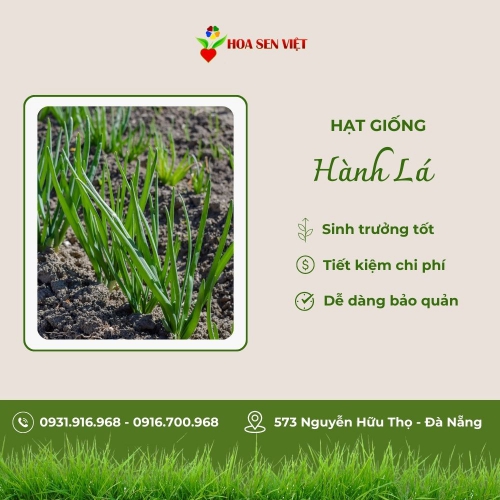 Hạt giống hành lá