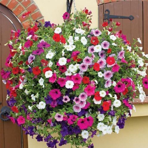 Hạt giống hoa dạ yên thảo trơn F1 nhiều màu