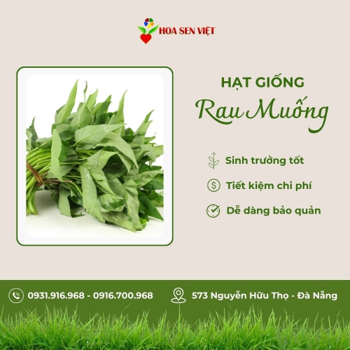 Hạt giống rau thơm mè Hàn Quốc