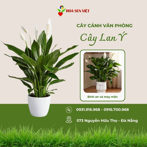 Cây Lan Ý Văn Phòng