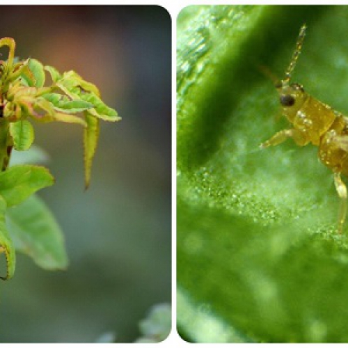 Chất bám dính sinh học trừ sâu rầy bọ trĩ