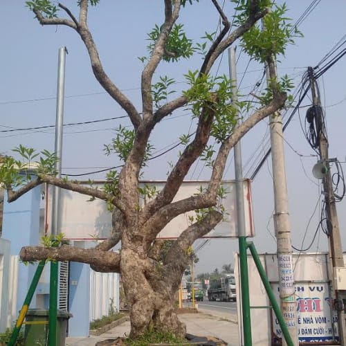 Cây vối nếp giá rẻ