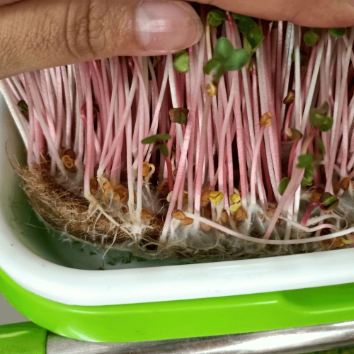 Đệm giá thể sợi đay trồng rau sạch - 30x22cm