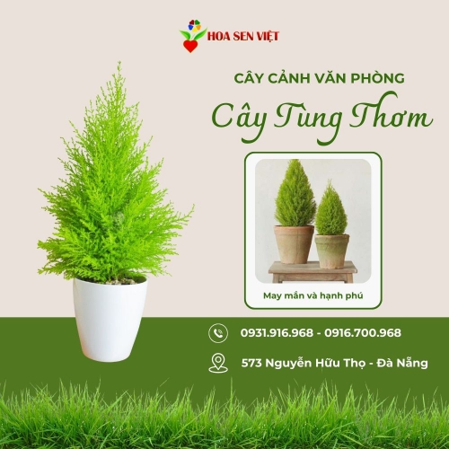 Cây tùng thơm Đà Nẵng