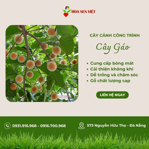 Cây gáo - Cây gáo trắng, Gáo vàng