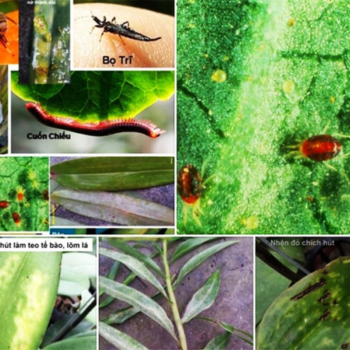 Phân hữu cơ trừ côn trùng gây hại - 750 gram