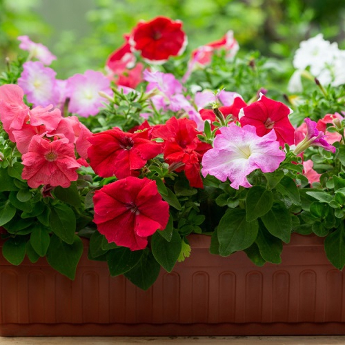 Hạt giống hoa Dạ Yên Thảo Màu